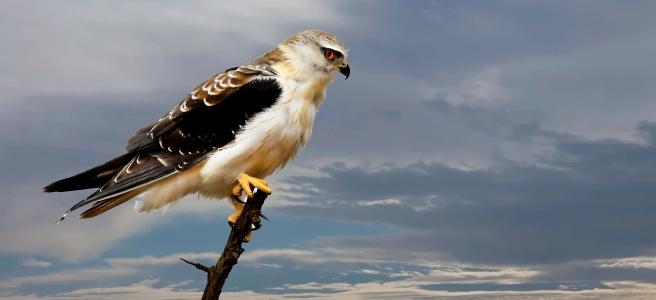 A hawk perches on a branch